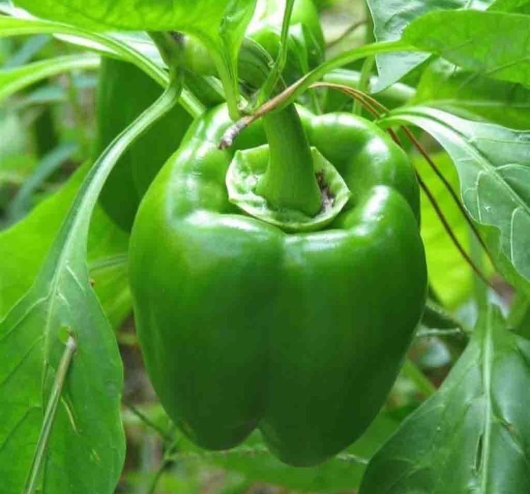 DOLMA BİBER KANDİL ( ÇOKLU TOHUM ) - 5 Gram