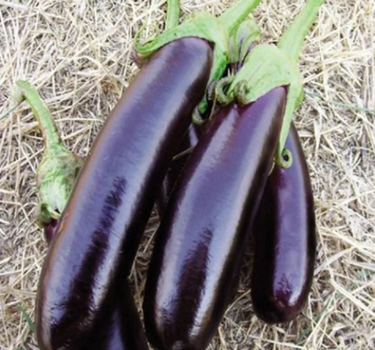 PATLICAN KEMER  ( ÇOKLU TOHUM ) - 5 Gram