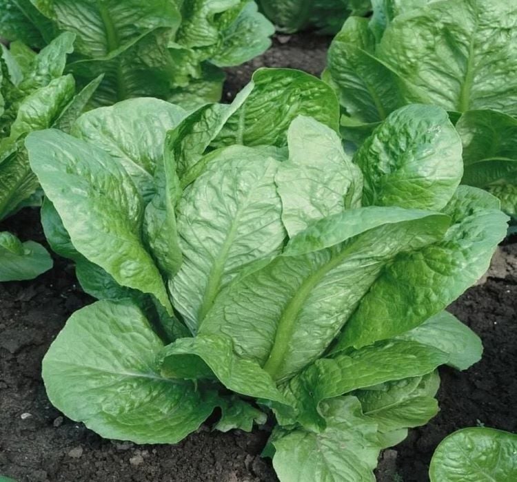 MARUL YEDİKULE  ( ÇOKLU TOHUM ) - 5 Gram