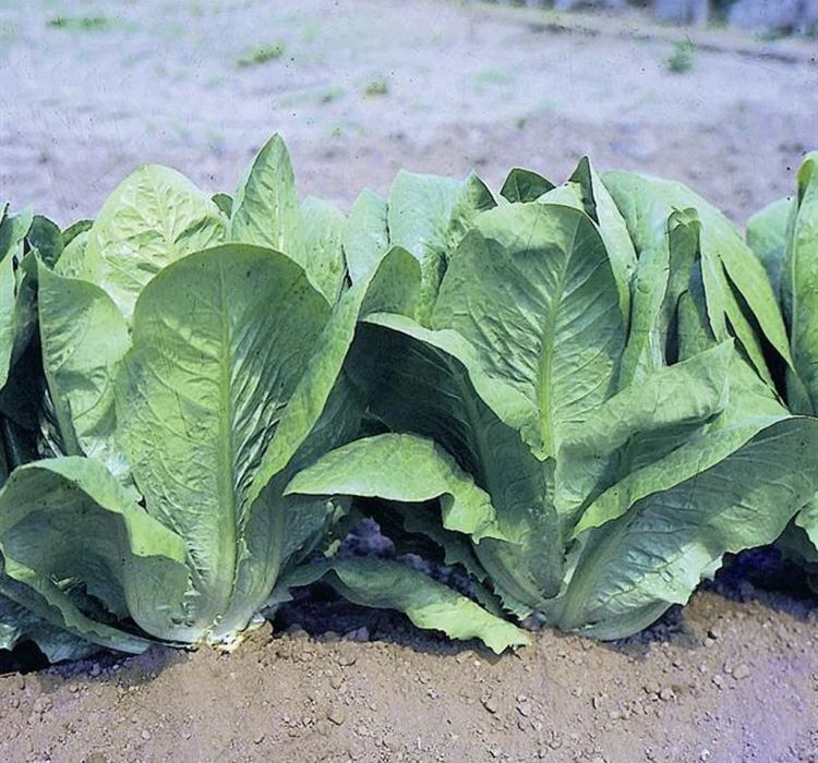 MARUL YEDİKULE  ( ÇOKLU TOHUM ) - 5 Gram