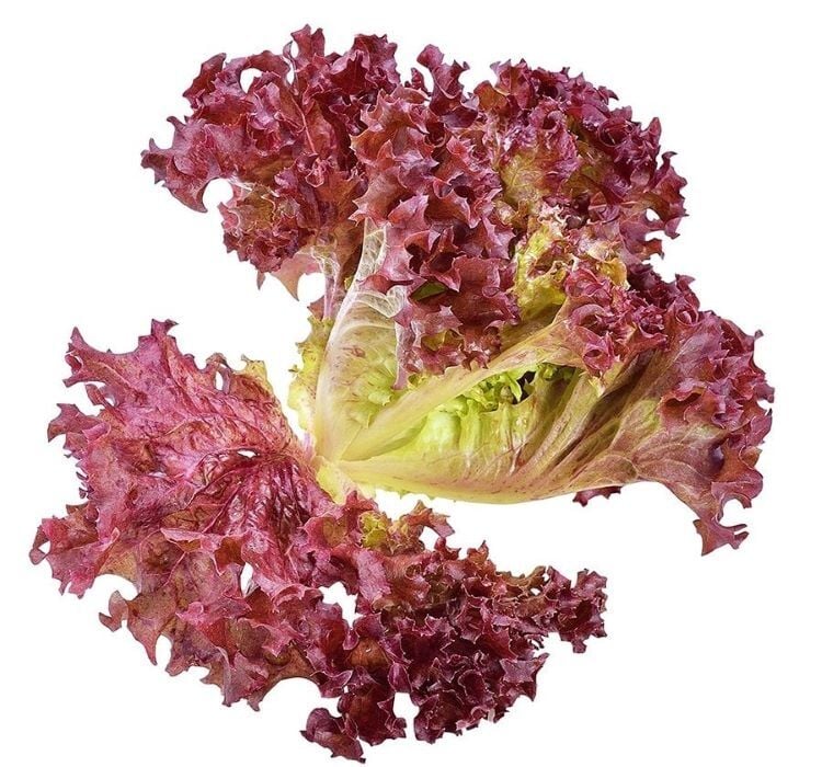 MARUL KIRMIZI KIVIRCIK ( ÇOKLU TOHUM ) - 5 Gram
