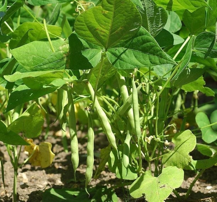 FASULYE TEĞMEN OTURAK ( ÇOKLU TOHUM ) - 25 Gram
