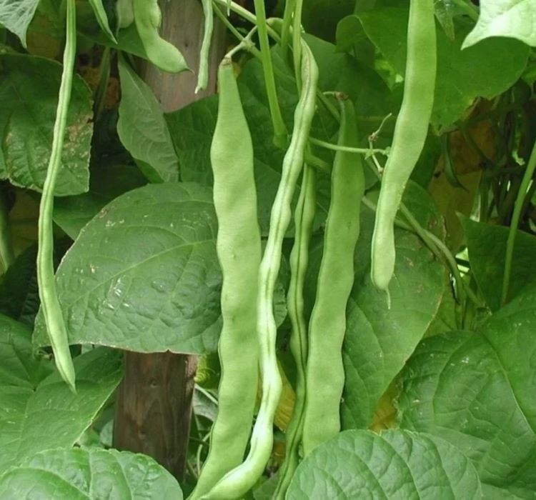 FASULYE ROMANO OTURAK ( ÇOKLU TOHUM ) - 25 Gram