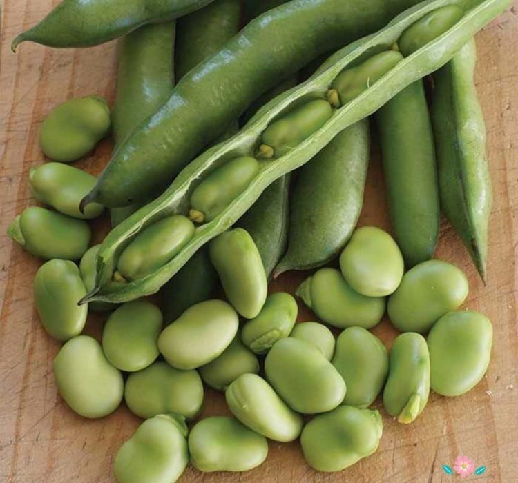 BAKLA ( ÇOKLU TOHUM ) - 50 Gram