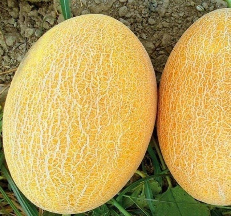 KAVUN ANANAS  ( ÇOKLU TOHUM ) - 5 Gram