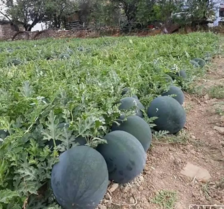 KARPUZ HALEP KARASI ( ÇOKLU TOHUM ) - 10 Gram