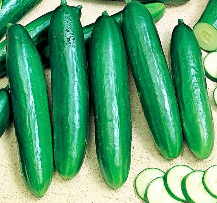SALATALIK BEITH ALPHA ( ÇOKLU TOHUM ) - 5 Gram