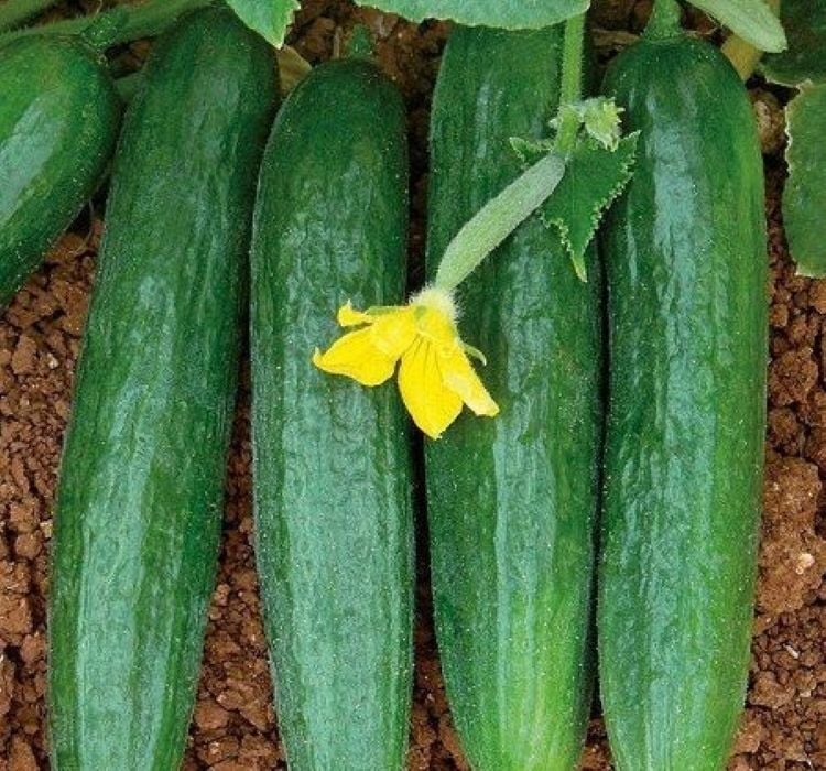 SALATALIK BEITH ALPHA İTHAL ( ÇOKLU TOHUM ) - 5 Gram