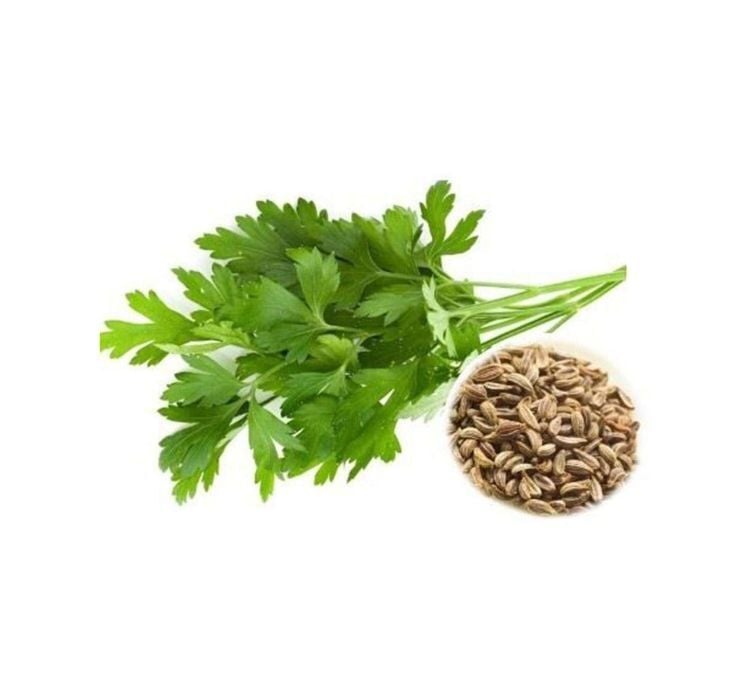 MAYDANOZ İRİ YAPRAK ( ÇOKLU TOHUM ) - 10 Gram