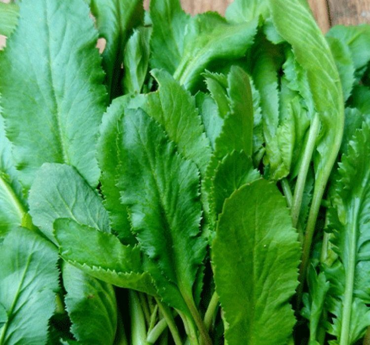 TERE İNCE ( ÇOKLU TOHUM ) - 10 Gram