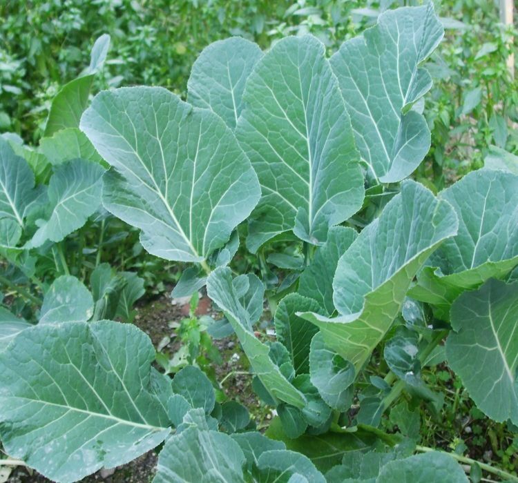 LAHANA KARADENİZ ( ÇOKLU TOHUM ) - 5 Gram