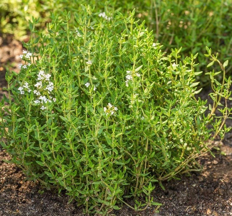 KEKİK ( ÇOKLU TOHUM ) - 3 Gram