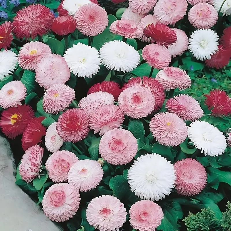Şeker Papatya Pembe Renk - Saksılık 10 Tohum