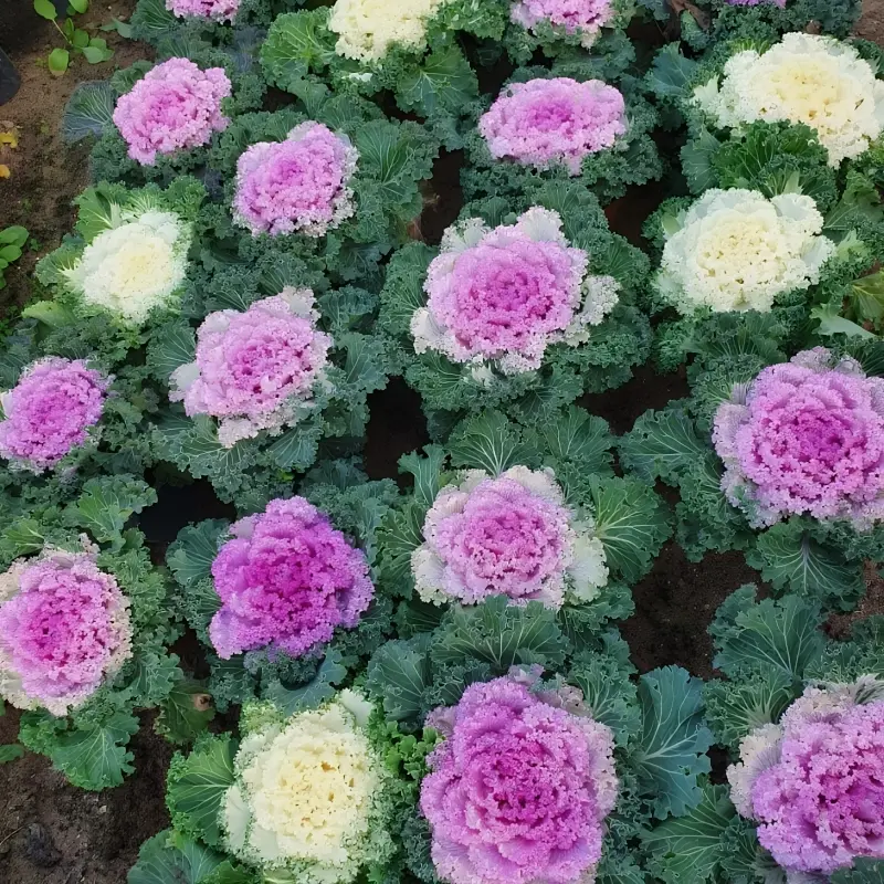 Süs Lahanası Karışık Renk - Saksılık 10 Tohum