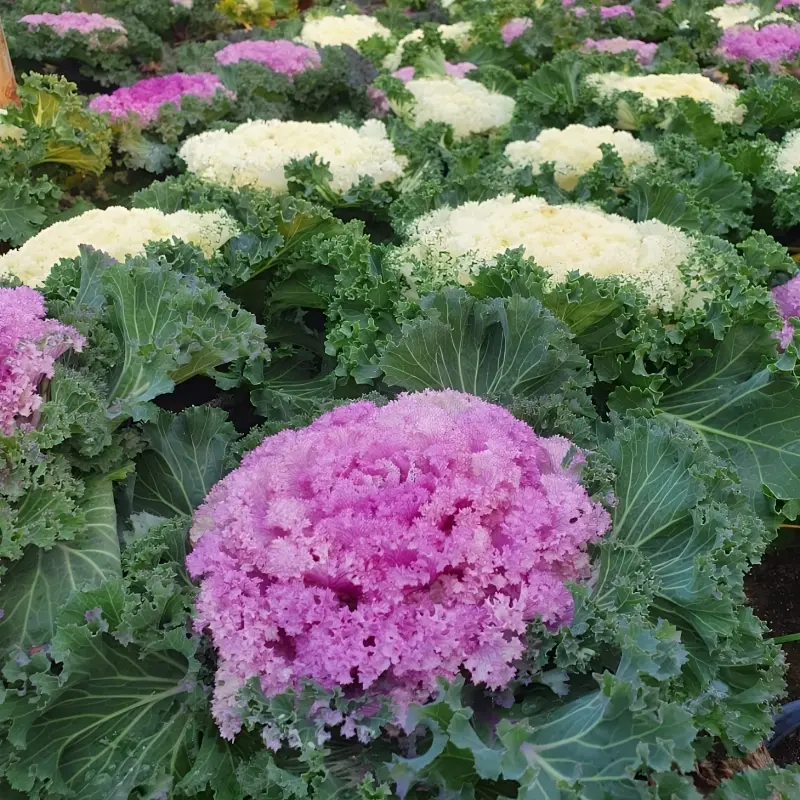 Süs Lahanası Pembe Renk - Saksılık 10 Tohum