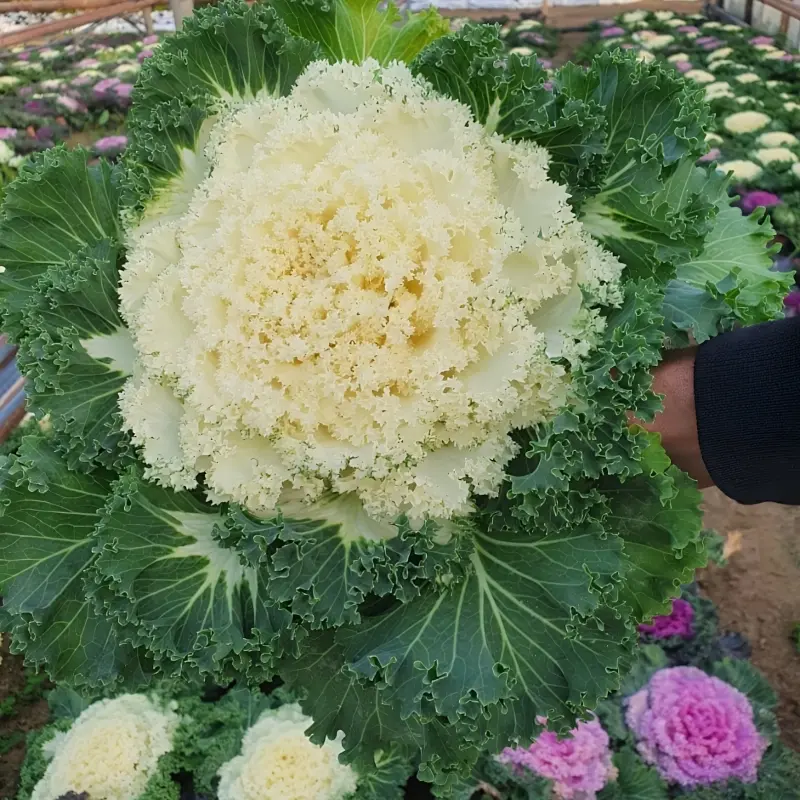 Süs Lahanası Beyaz Renk - Saksılık 10 Tohum