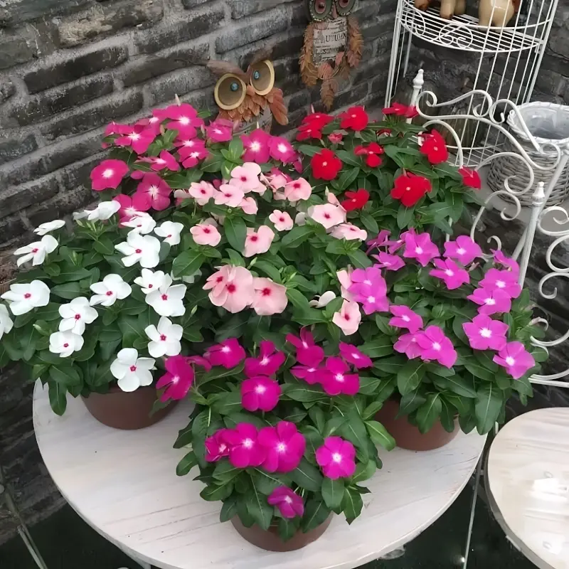 Rozet Çiçeği Sarkan Seri Karışık Renk - Saksılık 5 Tohum