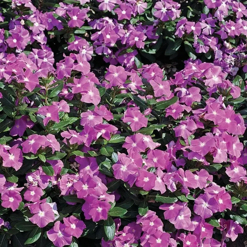 Rozet Çiçeği Bodur Seri Purple Renk - Saksılık 10 Tohum