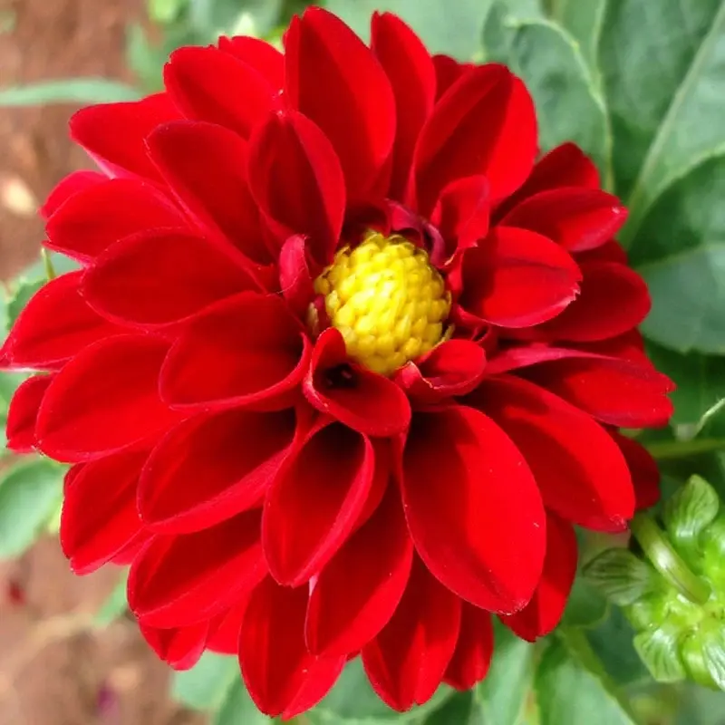 Yıldız Dahlia Çiçeği Kırmızı Renk - Saksılık 5 Tohum