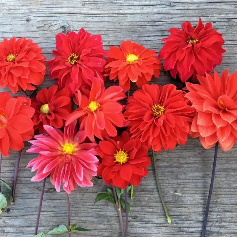 Yıldız Dahlia Çiçeği Kırmızı Renk - Saksılık 5 Tohum