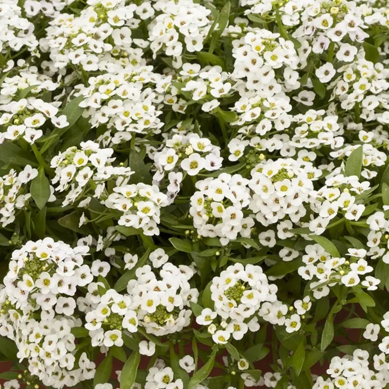 Alyssum Kraliyet Halısı Beyaz Renk - Saksılık 10 Tohum