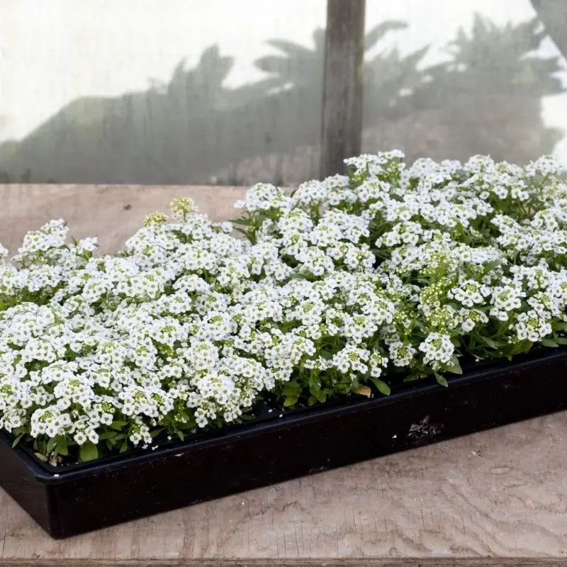 Alyssum Kraliyet Halısı Beyaz Renk - Saksılık 10 Tohum