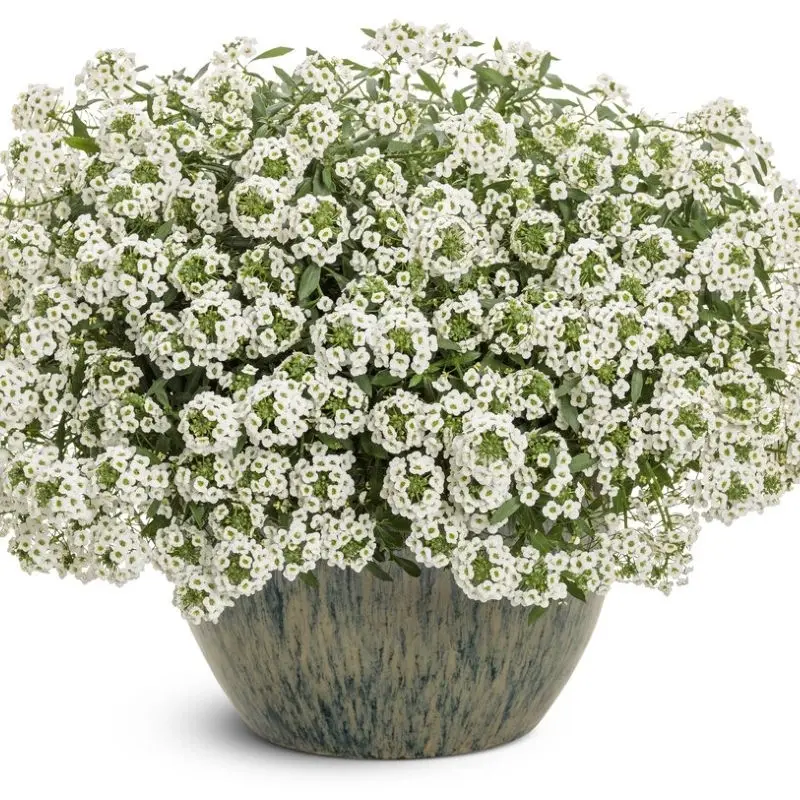 Alyssum Kraliyet Halısı Beyaz Renk - Saksılık 10 Tohum