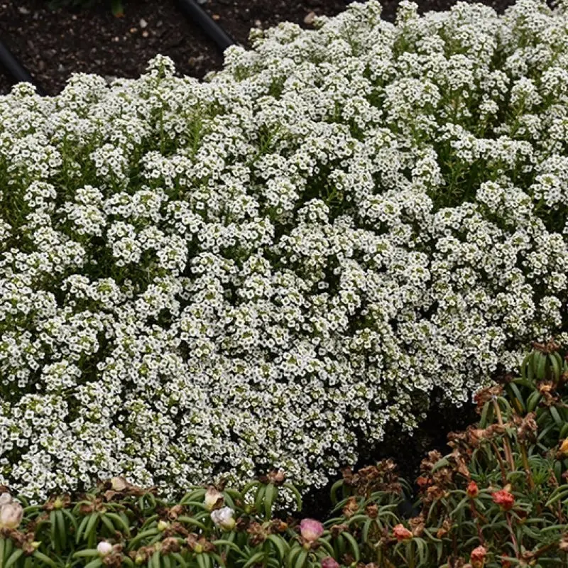 Alyssum Kraliyet Halısı Beyaz Renk - Saksılık 10 Tohum