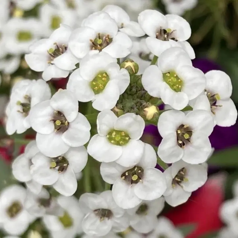 Alyssum Kraliyet Halısı Beyaz Renk - Saksılık 10 Tohum