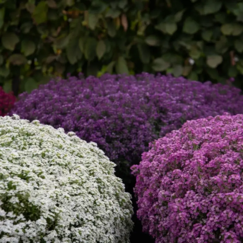 Alyssum Kraliyet Halısı Karışık Renk - Saksılık 10 Tohum
