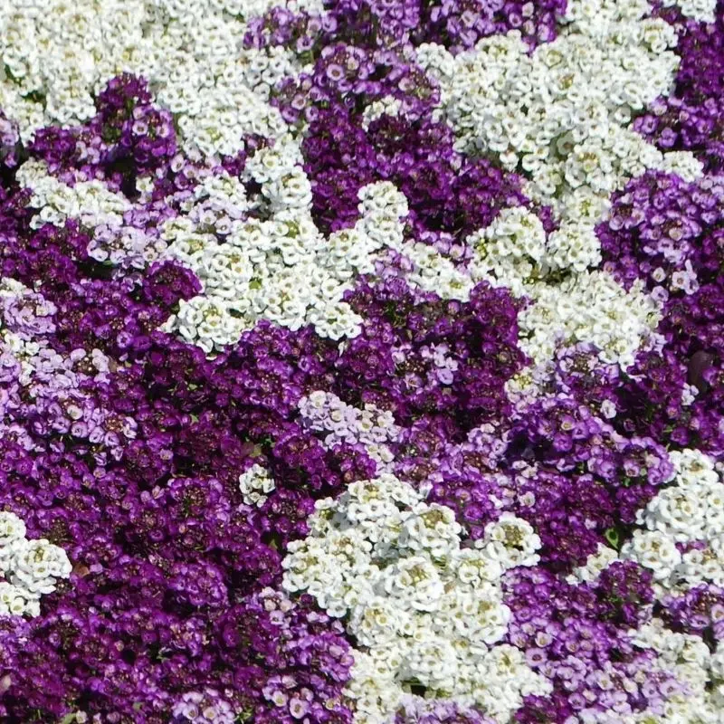 Alyssum Kraliyet Halısı Karışık Renk - Saksılık 10 Tohum