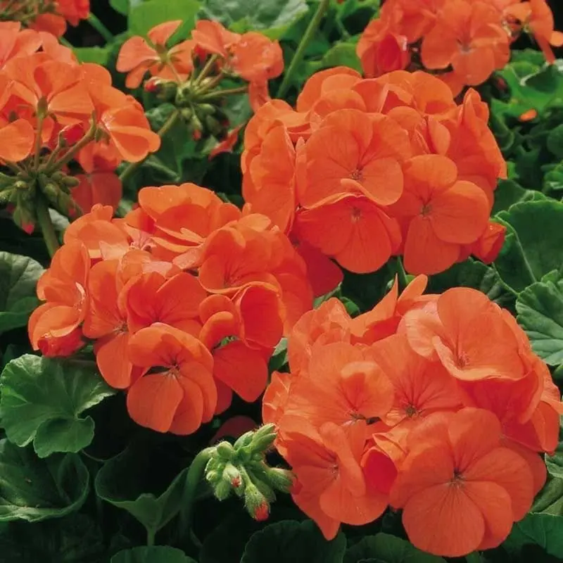Sardunya Antik Seri Turuncu Renk - Saksılık 5 Tohum
