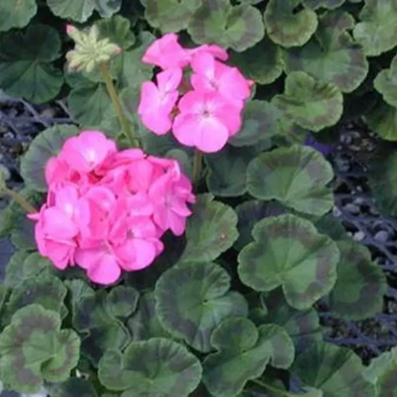 Sardunya Antik Seri Pembe Renk - Saksılık 5 Tohum