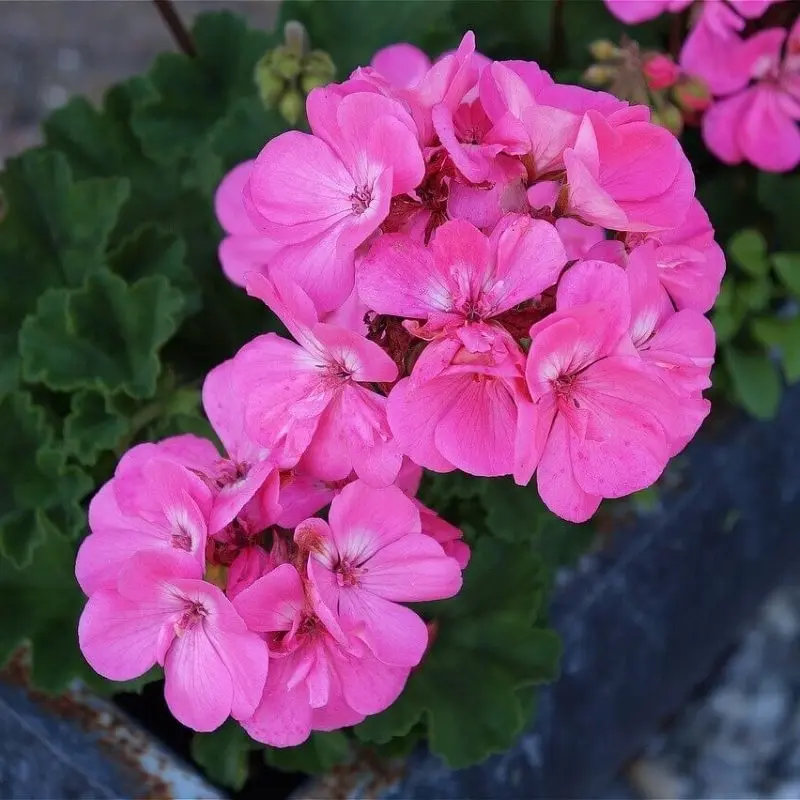 Sardunya Antik Seri Pembe Renk - Saksılık 5 Tohum