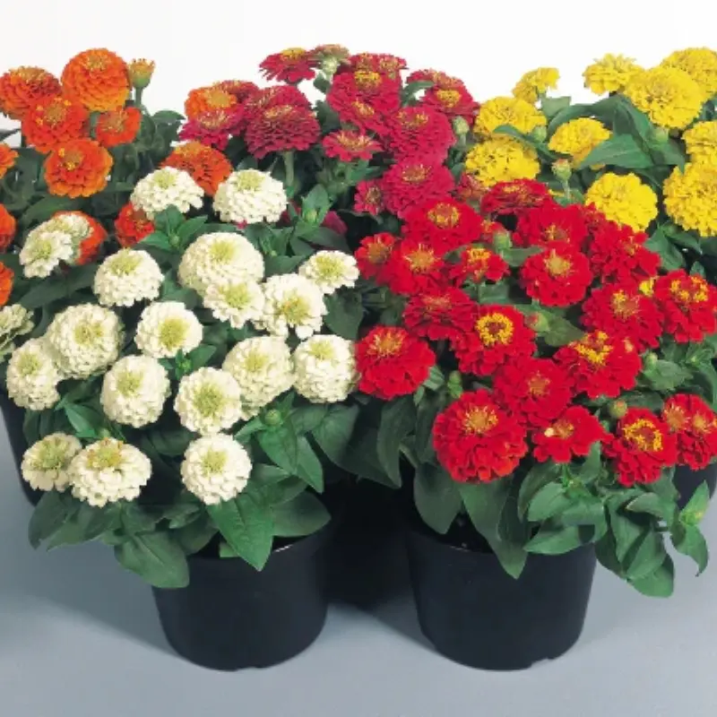 Zinnia Elit Seri Karışık Renk - Saksılık 5 Tohum