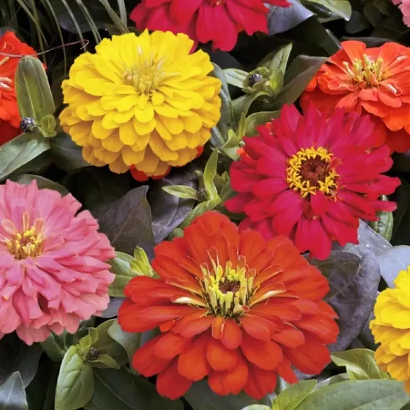 Zinnia Elit Seri Karışık Renk - Saksılık 5 Tohum