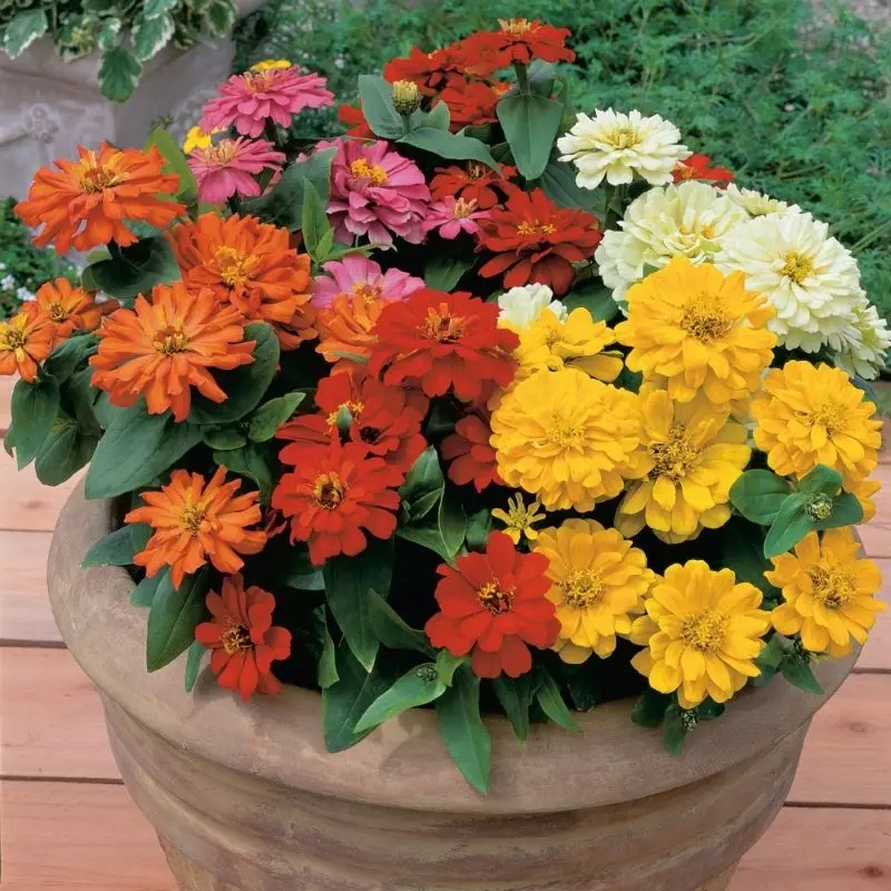 Zinnia Elit Seri Karışık Renk - Saksılık 5 Tohum