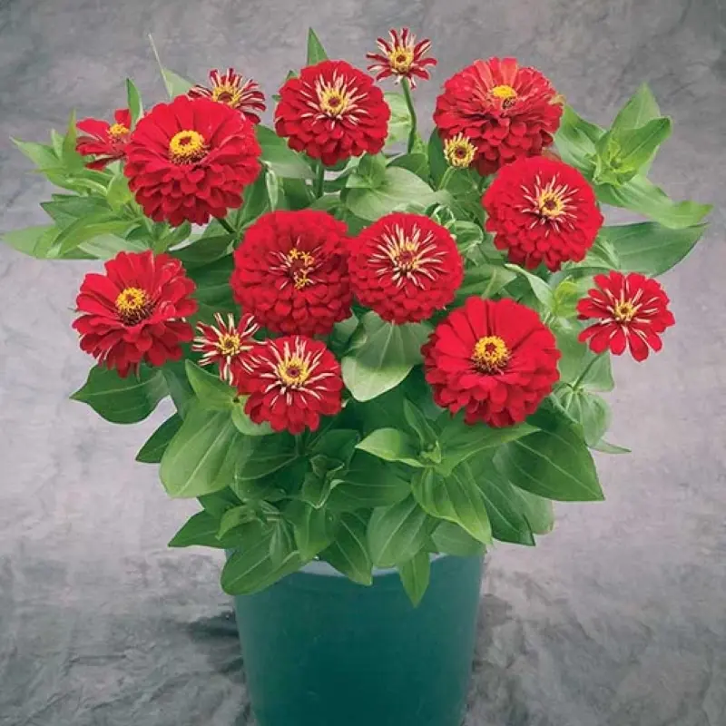 Zinnia Elit Seri Kırmızı Renk - Saksılık 5 Tohum