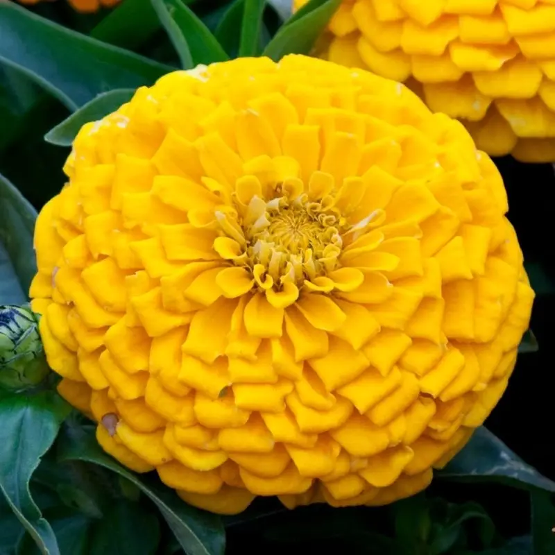 Zinnia Elit Seri Sarı Renk - Saksılık 5 Tohum