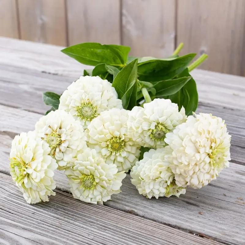 Zinnia Elit Seri Beyaz Renk - Saksılık 5 Tohum