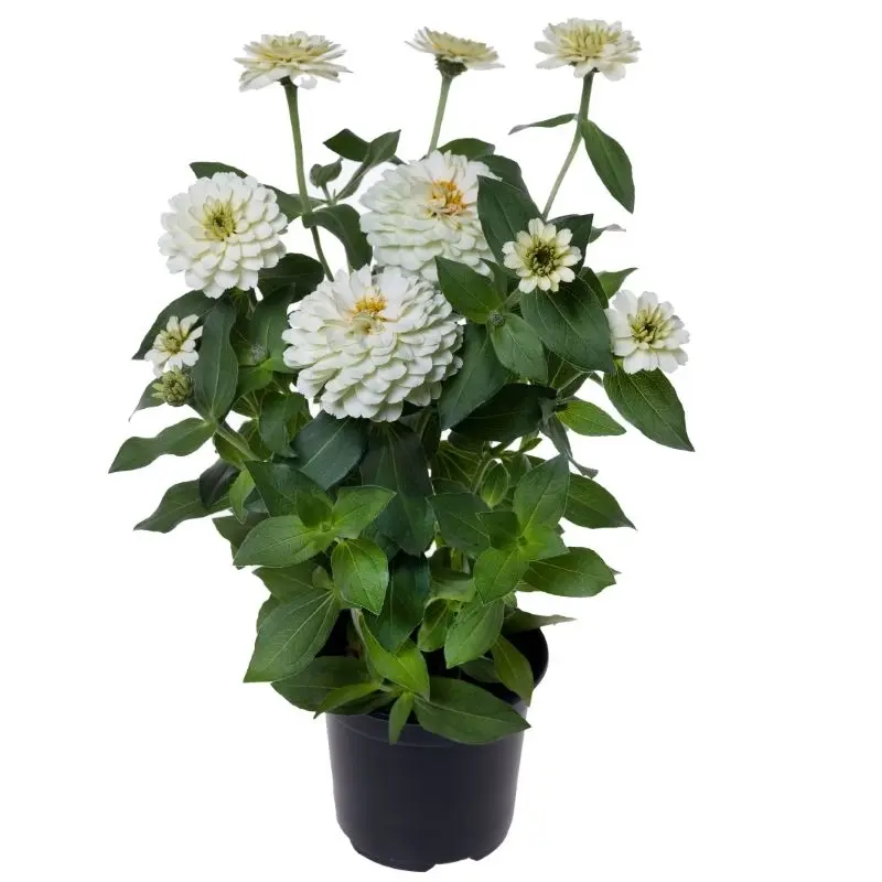 Zinnia Elit Seri Beyaz Renk - Saksılık 5 Tohum