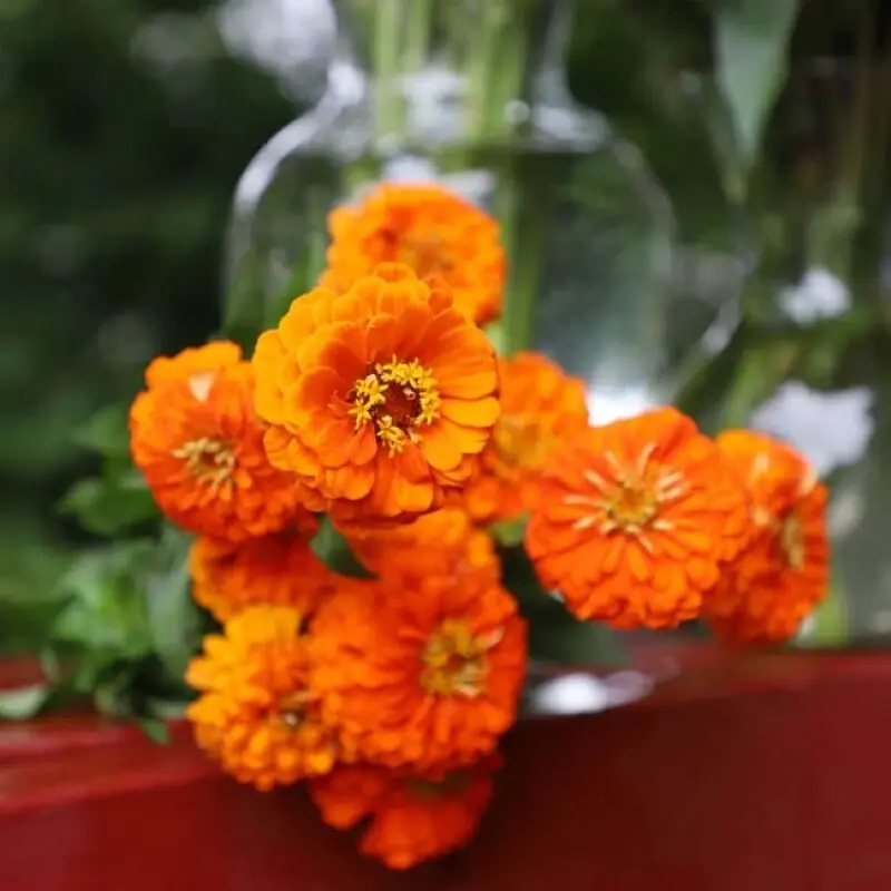 Zinnia Elit Seri Turuncu Renk - Saksılık 5 Tohum