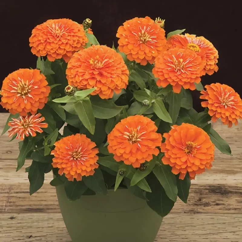 Zinnia Elit Seri Turuncu Renk - Saksılık 5 Tohum