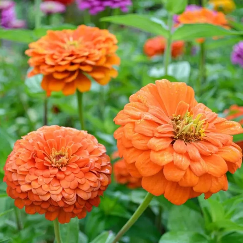 Zinnia Elit Seri Turuncu Renk - Saksılık 5 Tohum