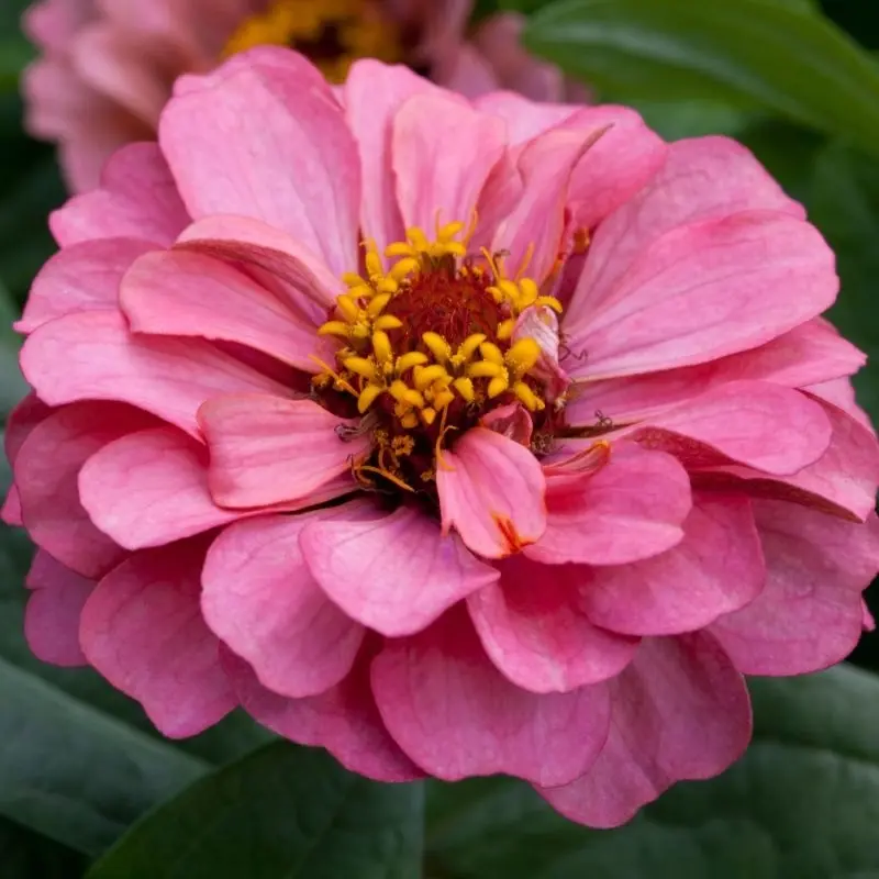 Zinnia Elit Seri Pembe Renk - Saksılık 5 Tohum