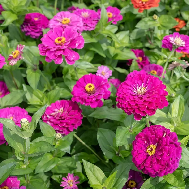 Zinnia Elit Seri Pembe Renk - Saksılık 5 Tohum