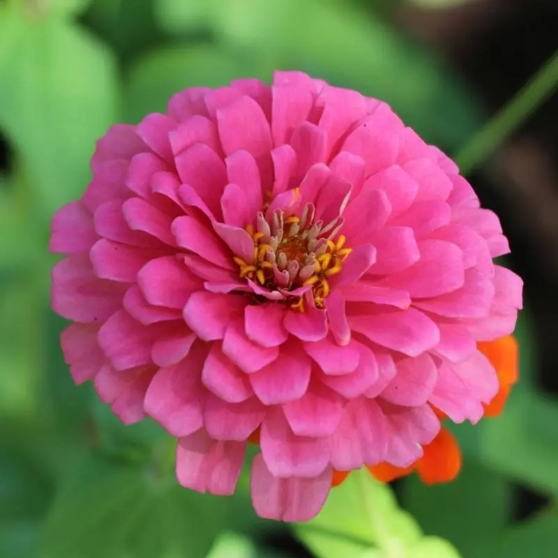 Zinnia Elit Seri Pembe Renk - Saksılık 5 Tohum