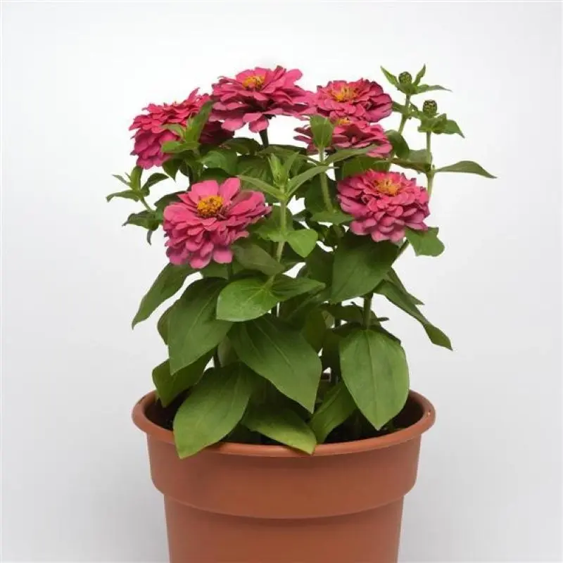 Zinnia Elit Seri Pembe Renk - Saksılık 5 Tohum