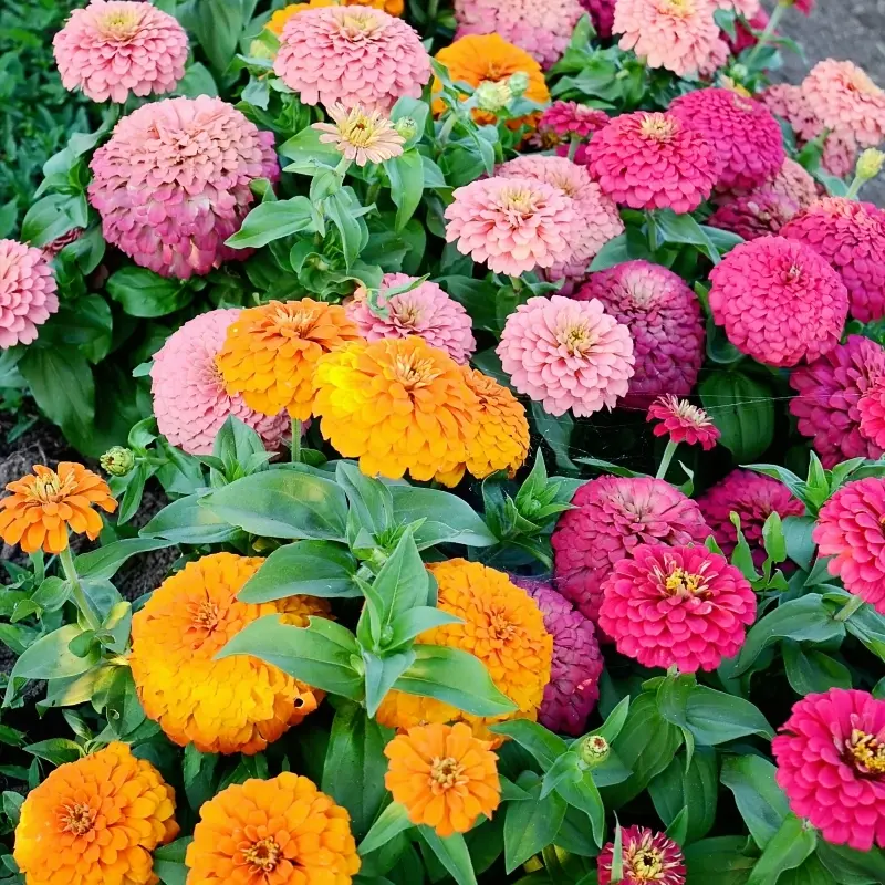 Zinnia Bodur Seri Karışık Renk - Saksılık 5 Tohum