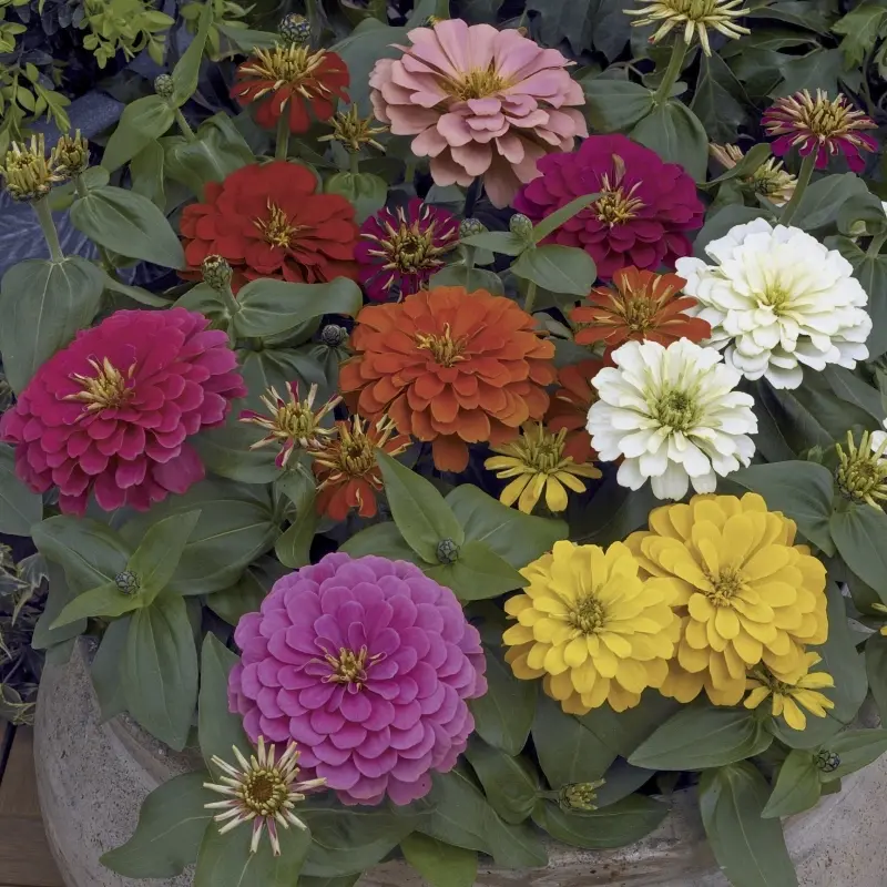 Zinnia Bodur Seri Karışık Renk - Saksılık 5 Tohum